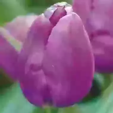 Purple Prince